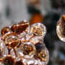 Iced Buds 2